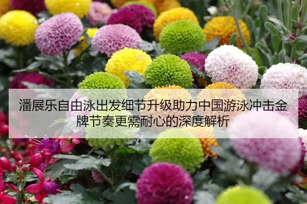 潘展乐自由泳出发细节升级助力中国游泳冲击金牌节奏更需耐心的深度解析